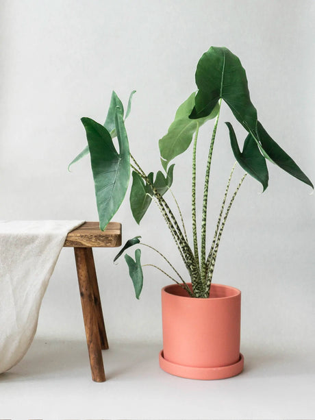 Alocasia Zebrina