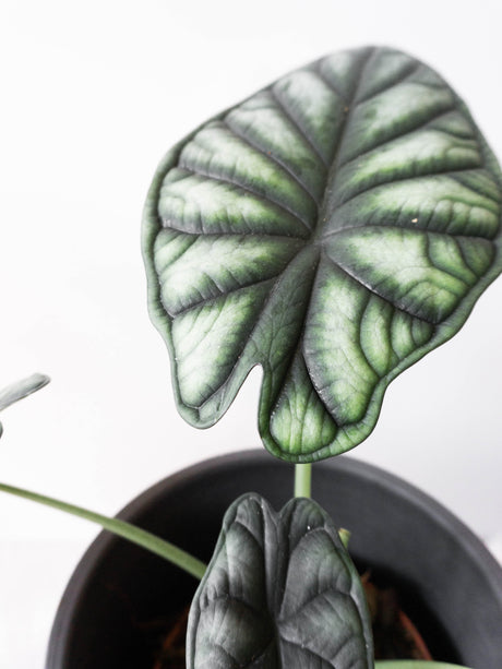 Alocasia Dragon Scale