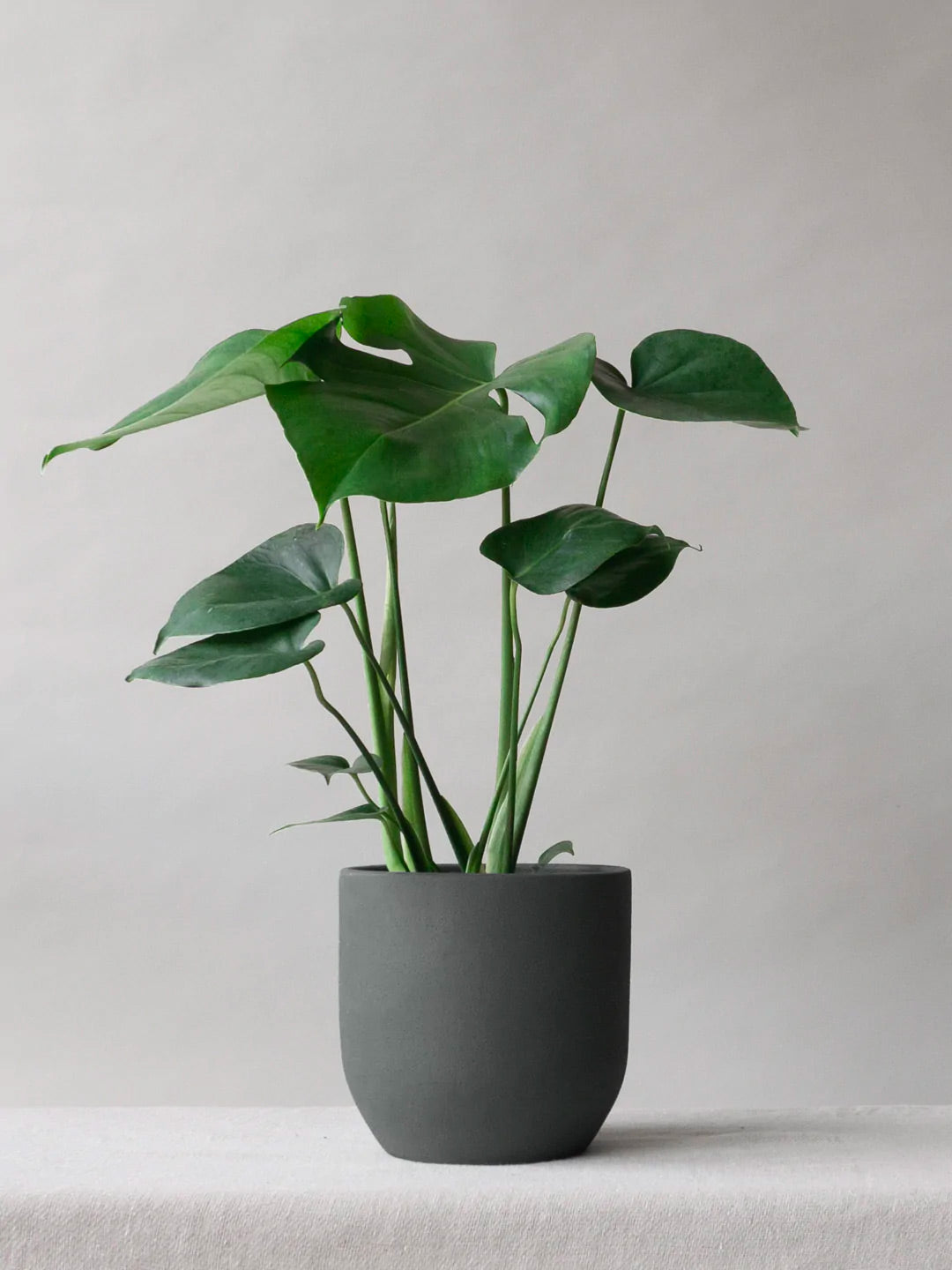 Monstera Deliciosa