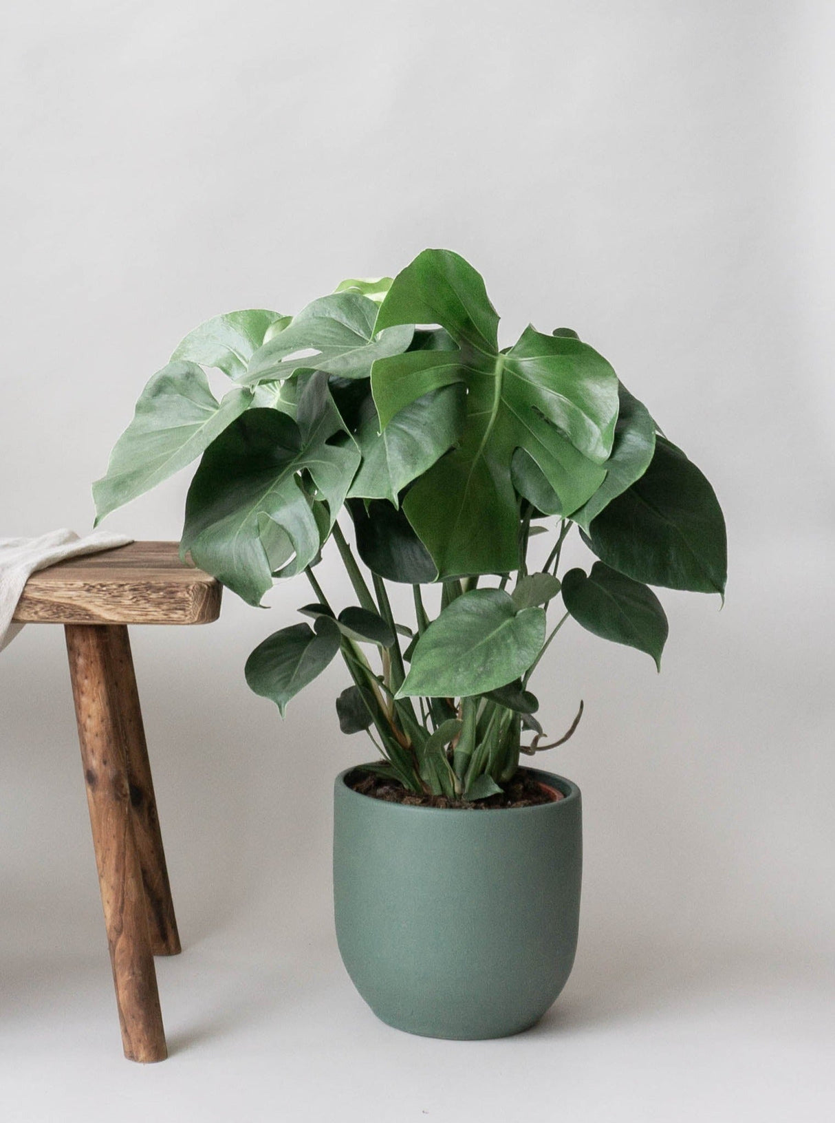 Monstera Deliciosa