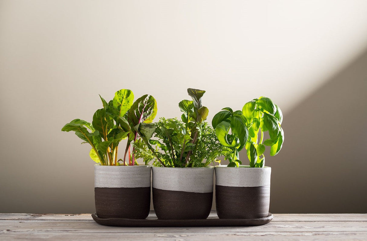 Kitchen Planter Set