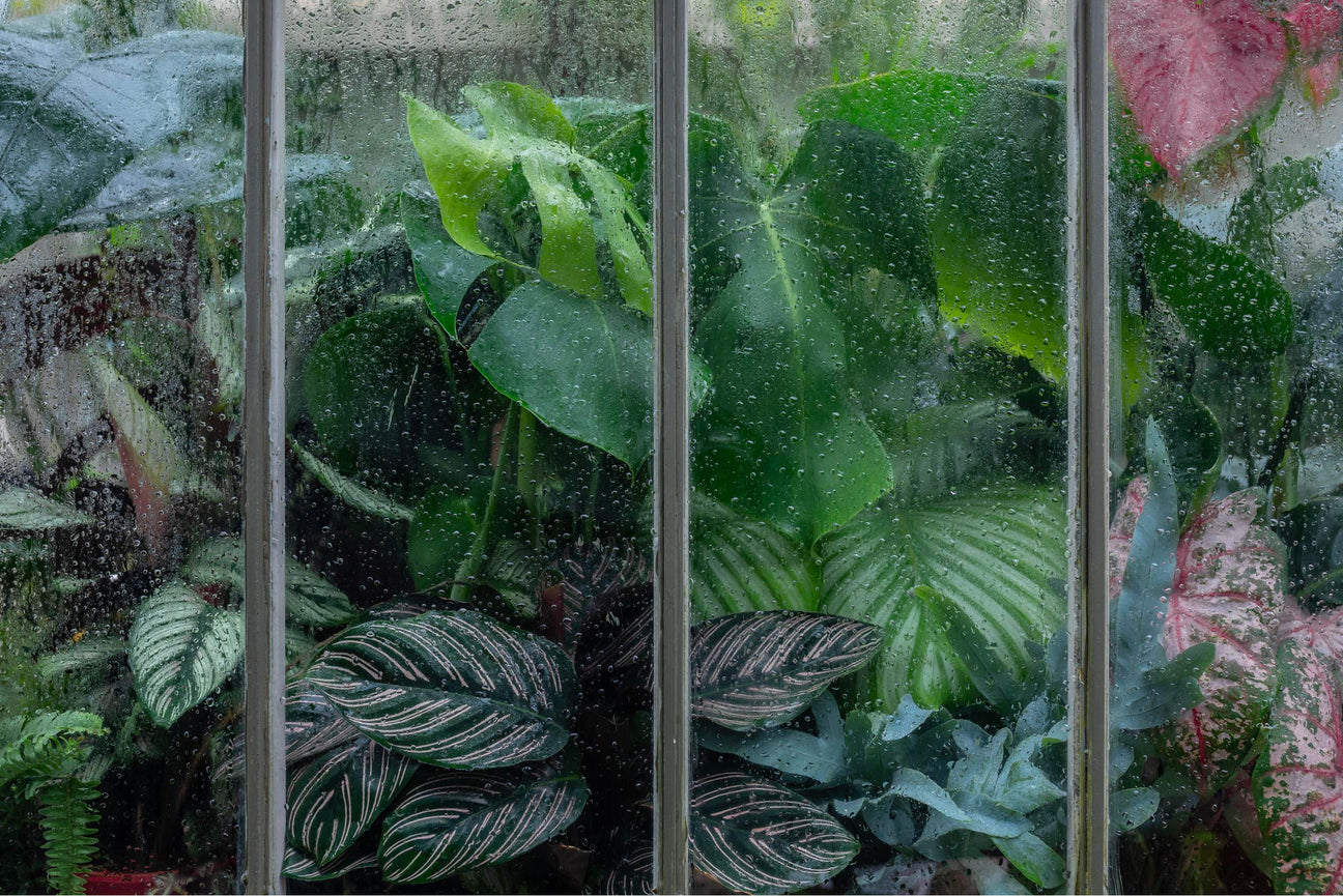 Indoor Plants