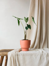 Alocasia Zebrina