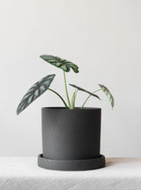 Alocasia Dragon Scale