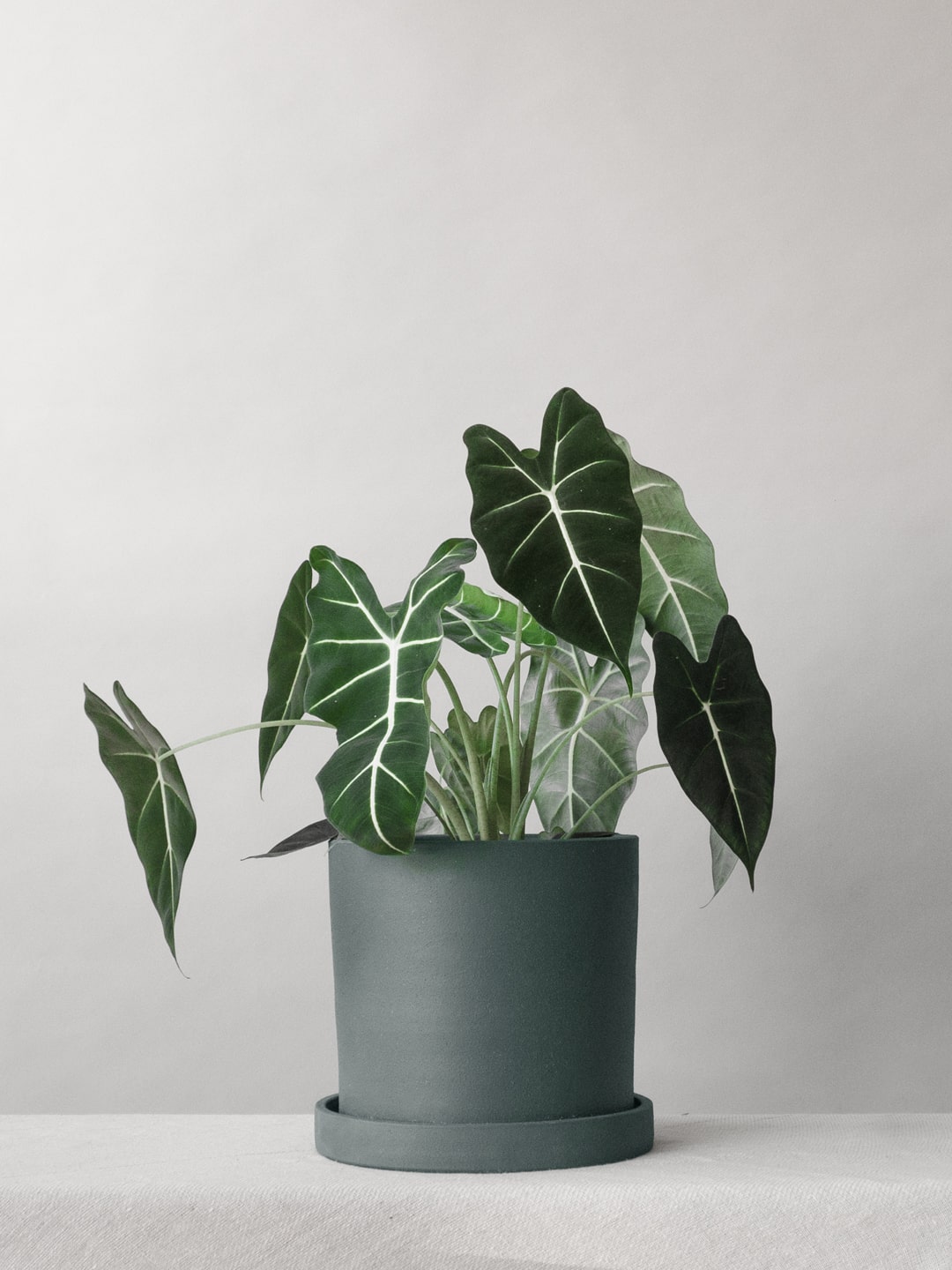 Alocasia Dragon Velvet