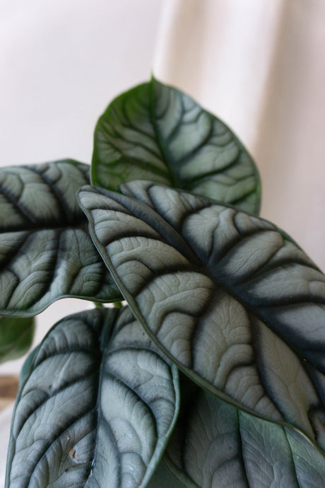 Alocasia Silver Dragon