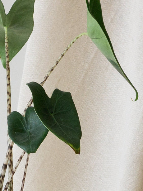 Alocasia Zebrina