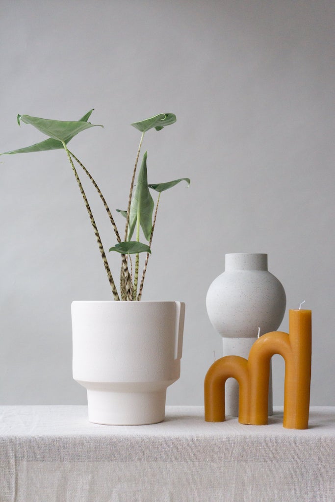 Alocasia Zebrina