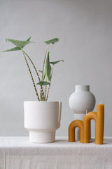 Alocasia Zebrina