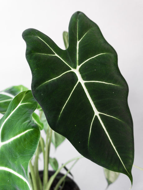 Alocasia Dragon Velvet