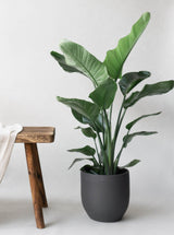 Bird Of Paradise