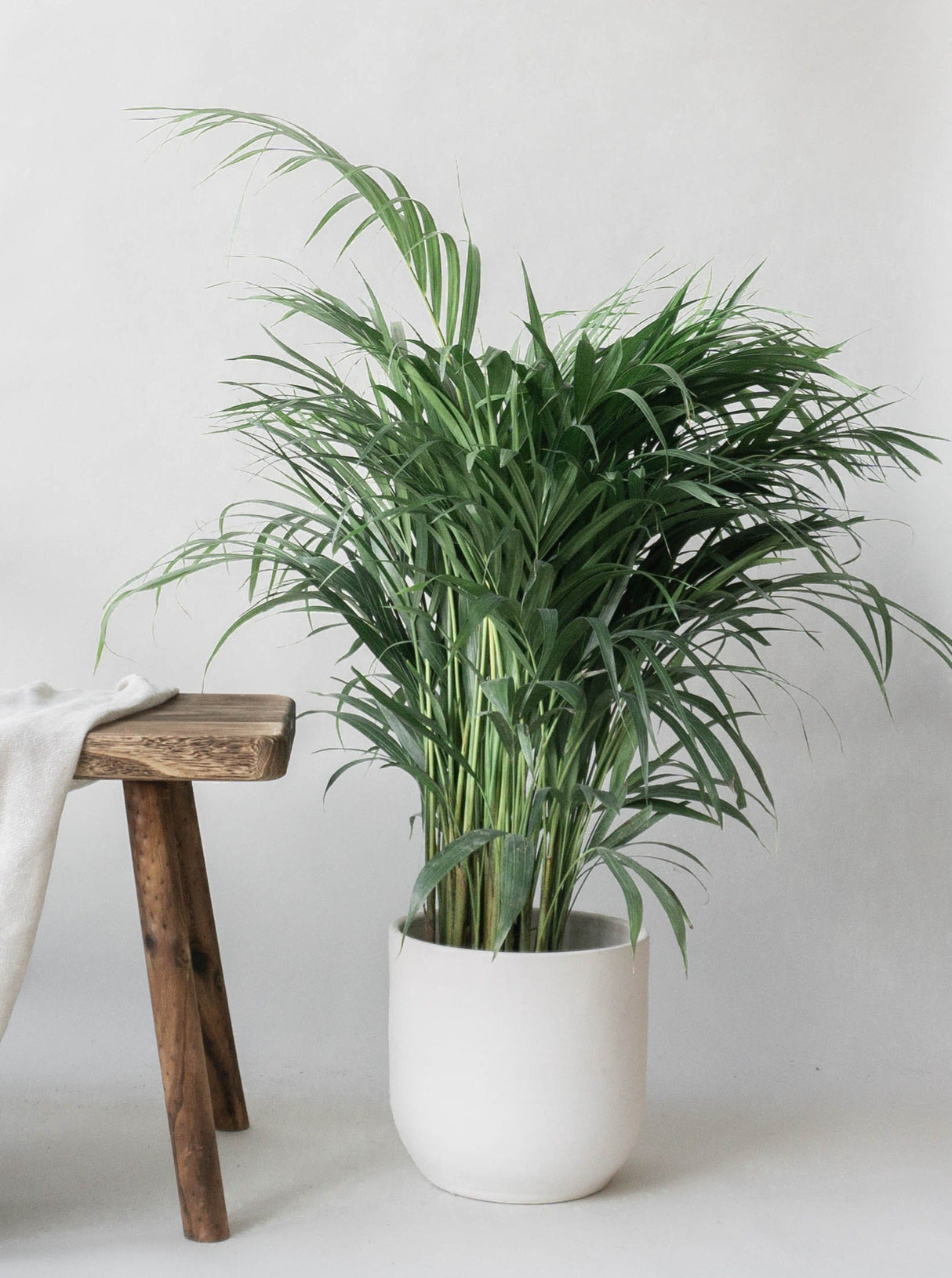 Butterfly Palm