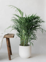 Butterfly Palm