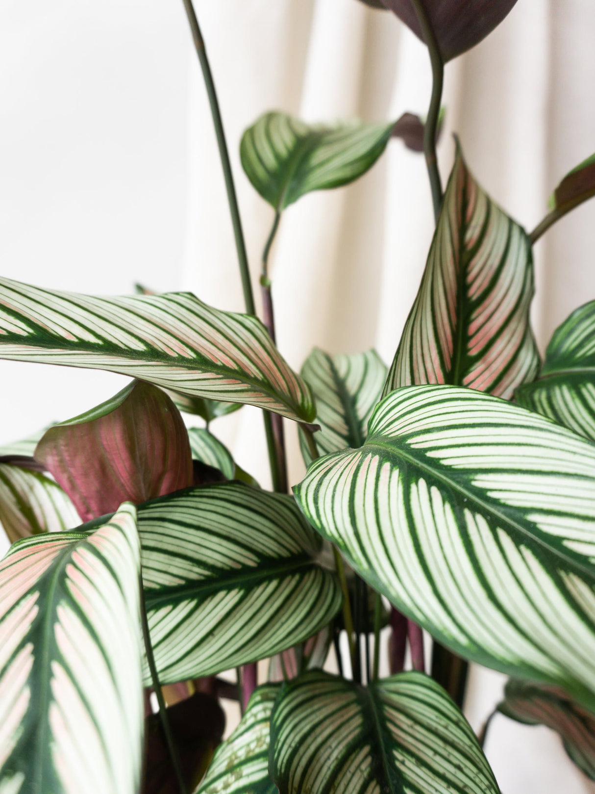 Calathea White Star