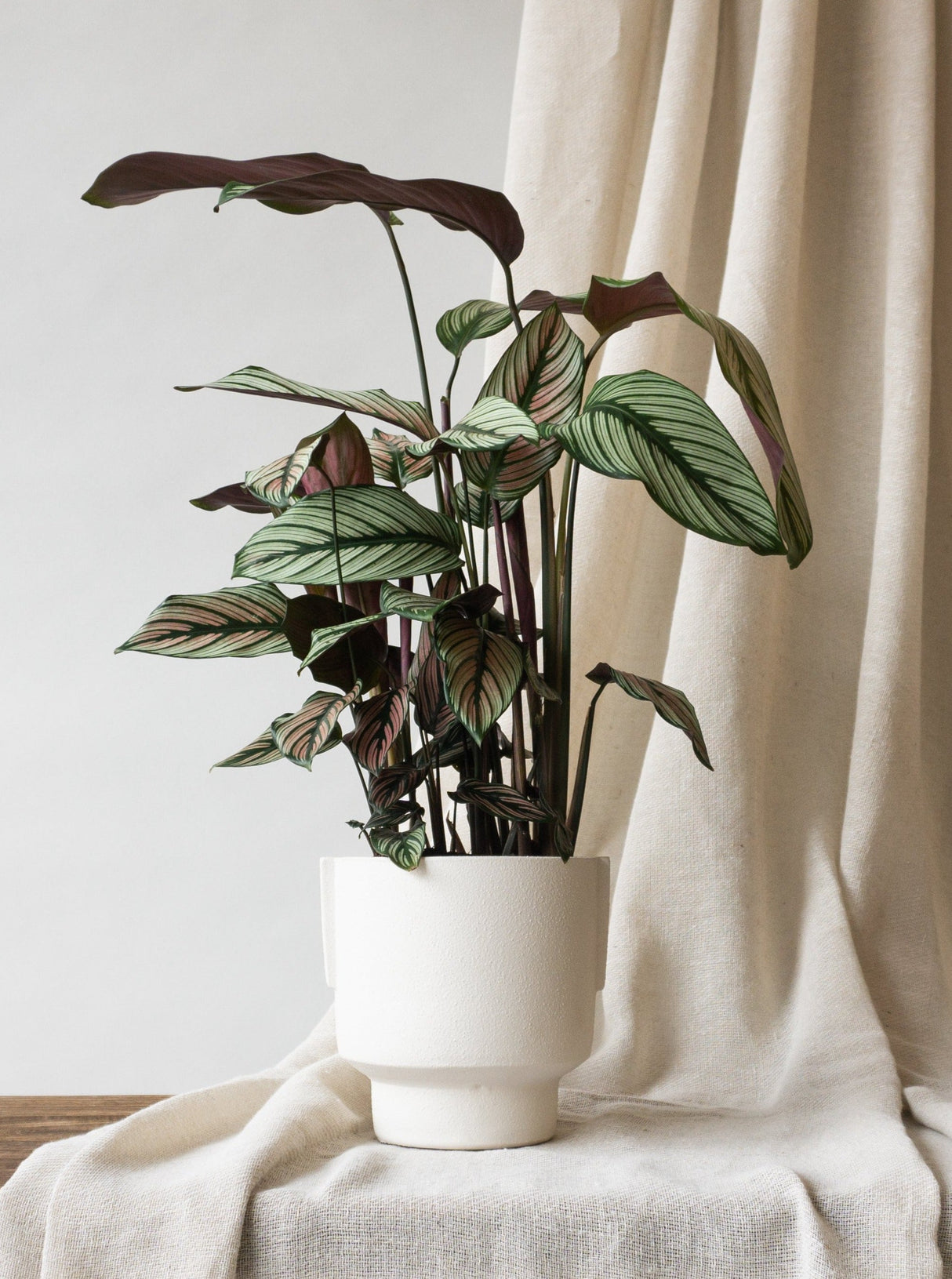 Calathea White Star