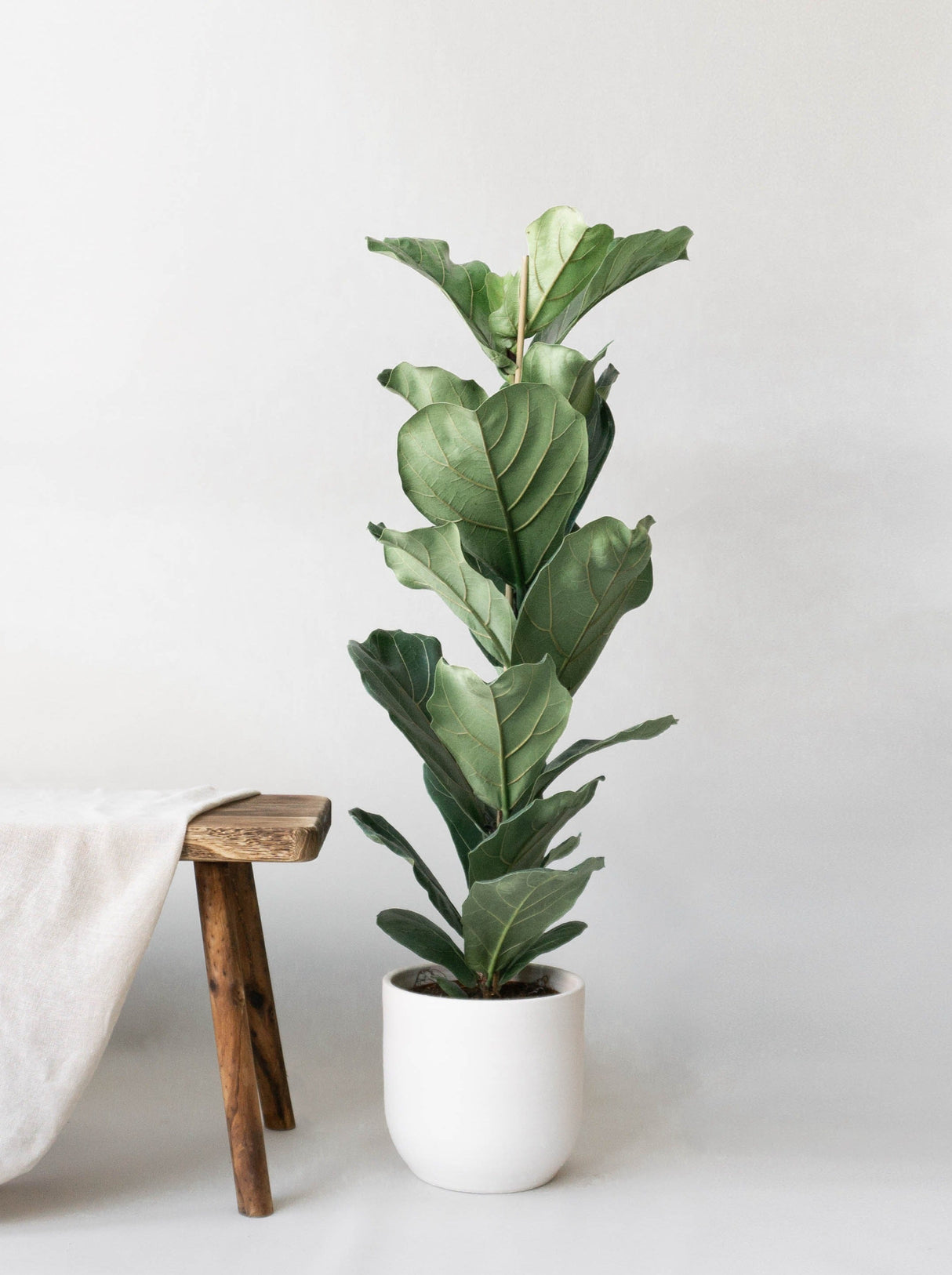 Fiddle Leaf Fig