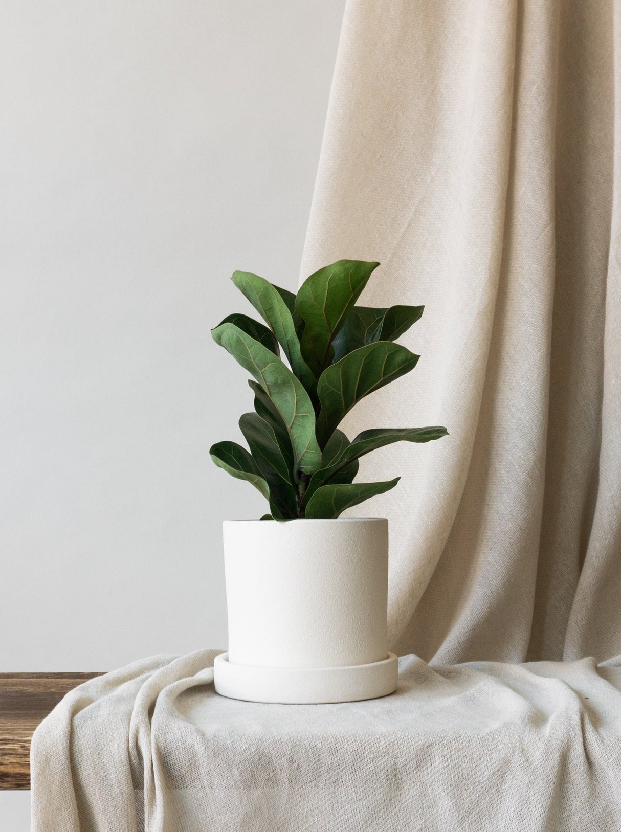 Fiddle Leaf Fig