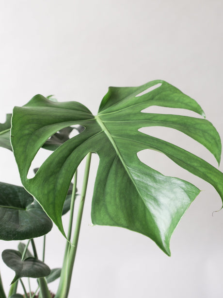 Monstera Deliciosa