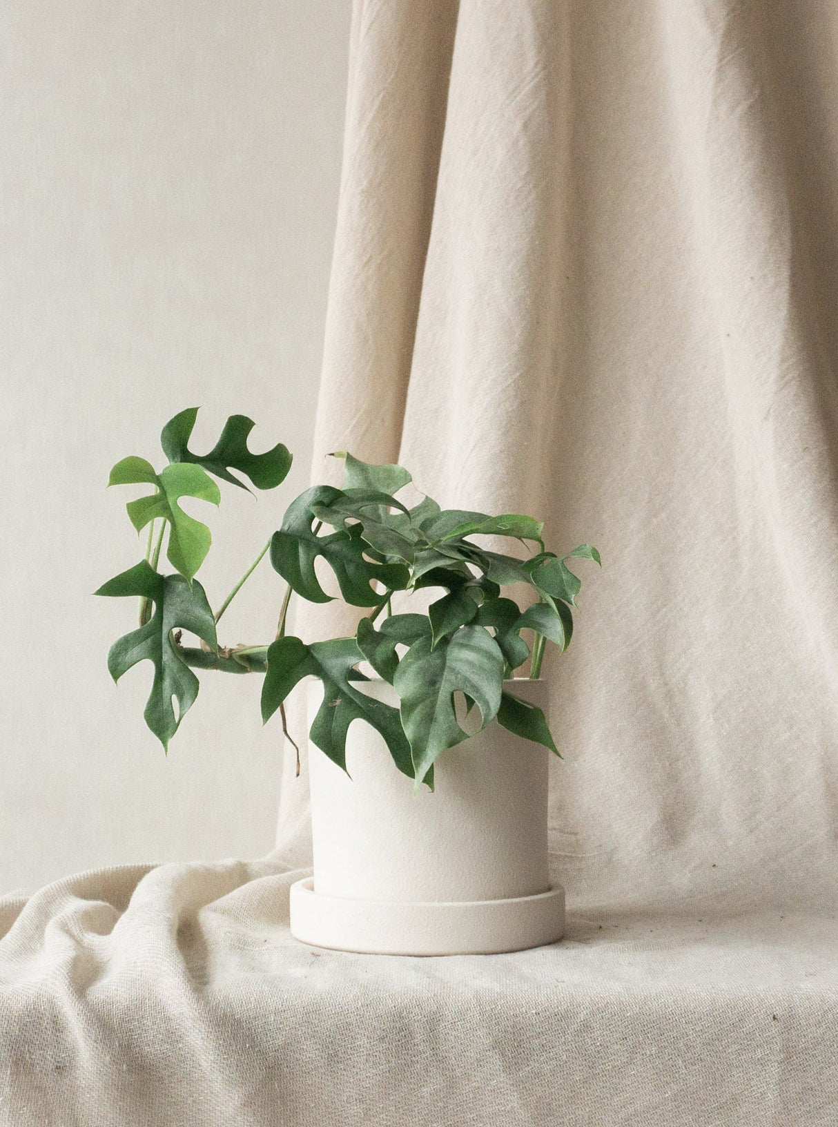 Mini Monstera