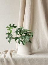 Mini Monstera