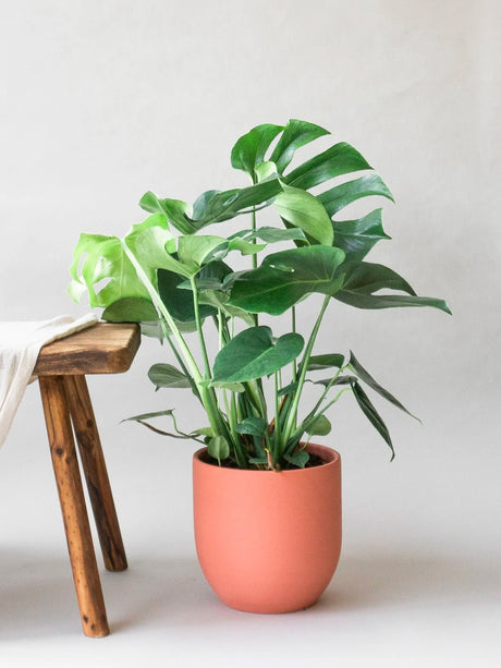Monstera Deliciosa