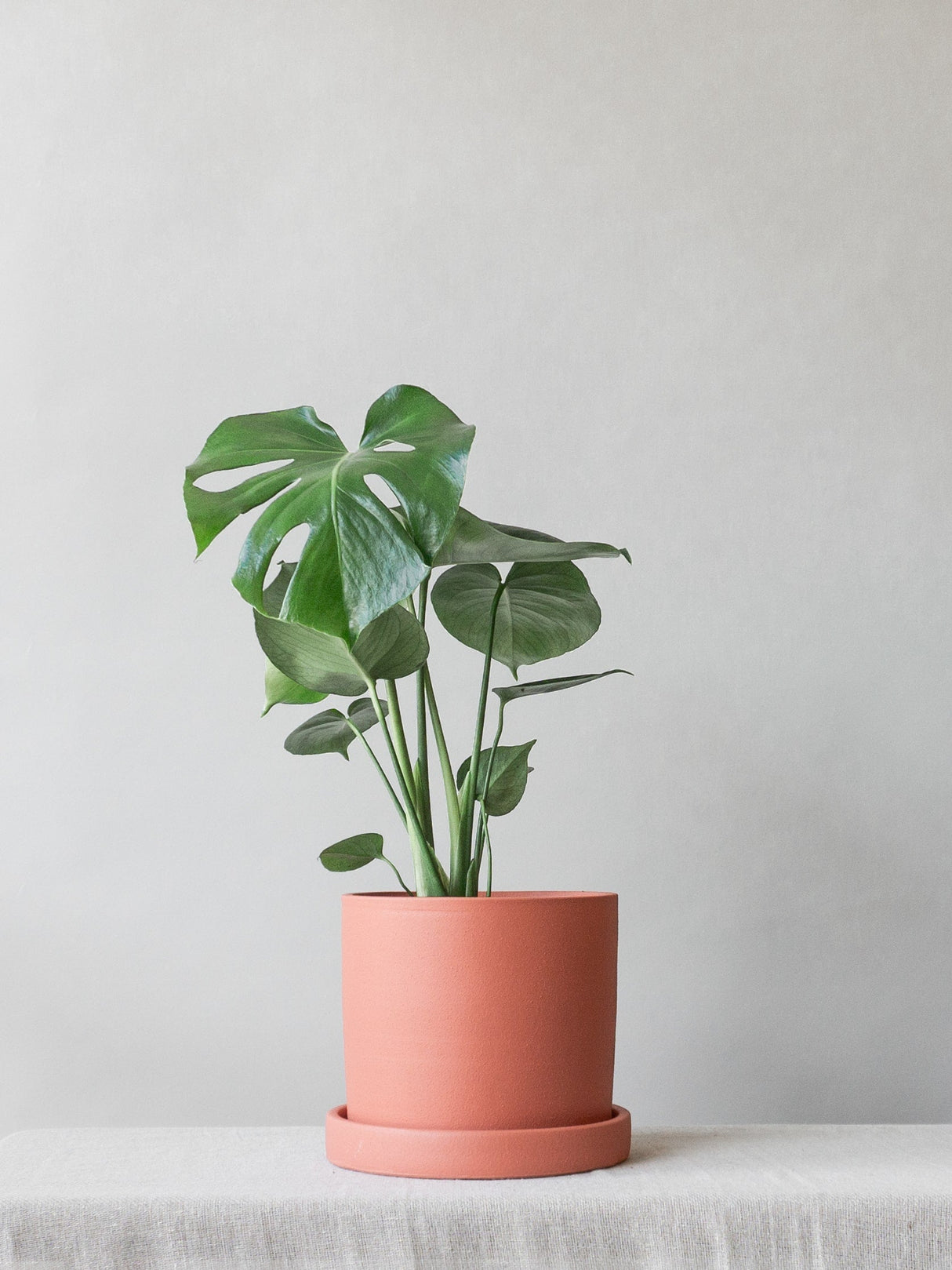 Monstera Deliciosa