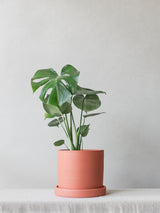 Monstera Deliciosa