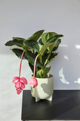 Split Pots Green (set of 2)
